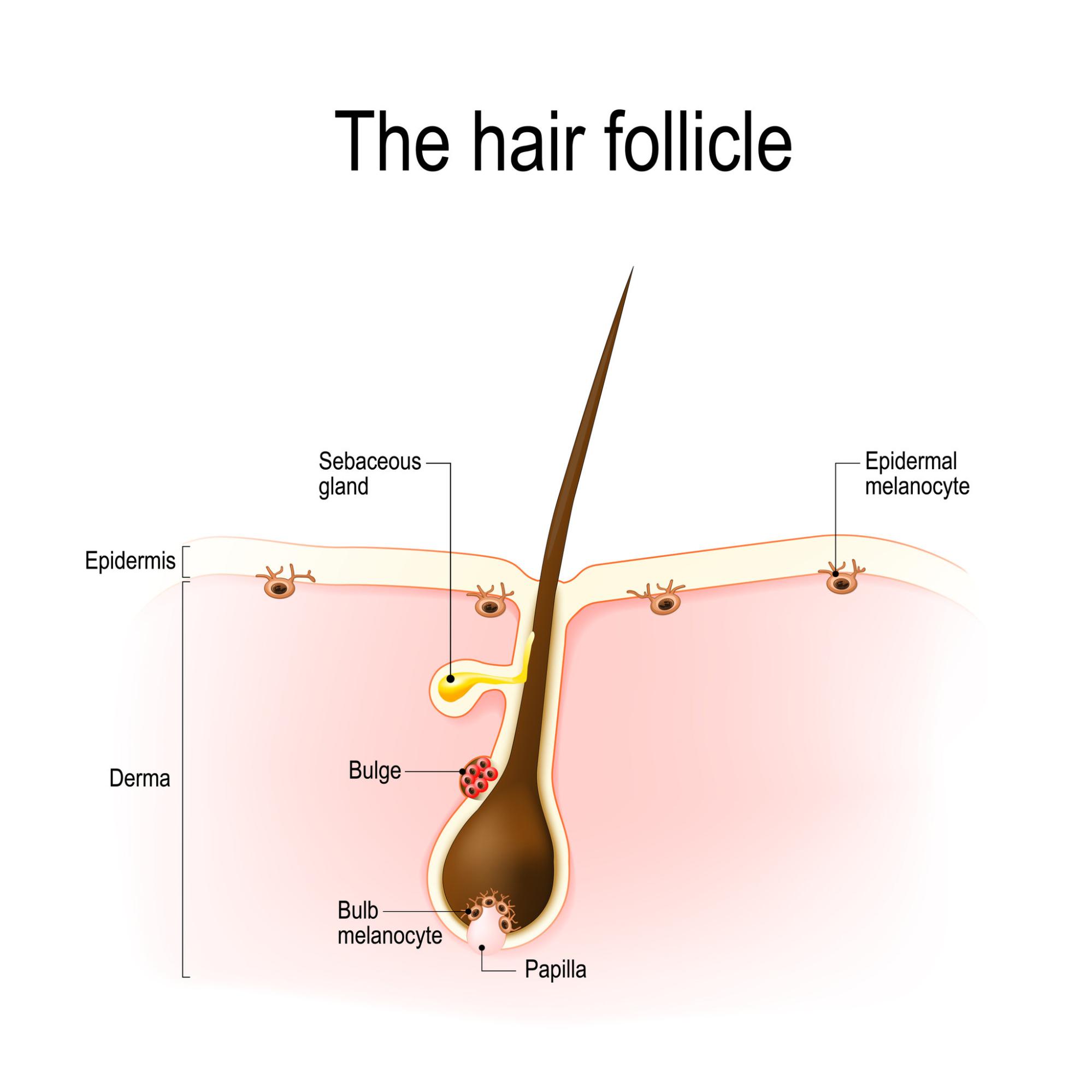 The hair follicle